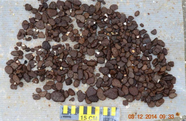 Portion of BP oil observed Wednesday, March 12, 2014 on Escambia County, Florida beaches. These hardened balls are often filled with deadly, flesh-eating bacteria. Do not handle without protective gloves. Photo courtesy of FDEP.